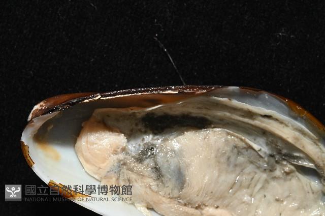 平端深海殼菜蛤藏品圖，第4張