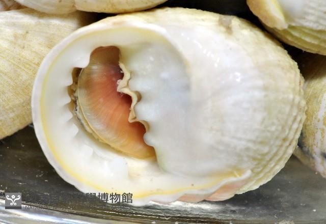 白肋蜑螺藏品圖，第4張