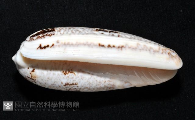 錦綢榧螺藏品圖，第4張