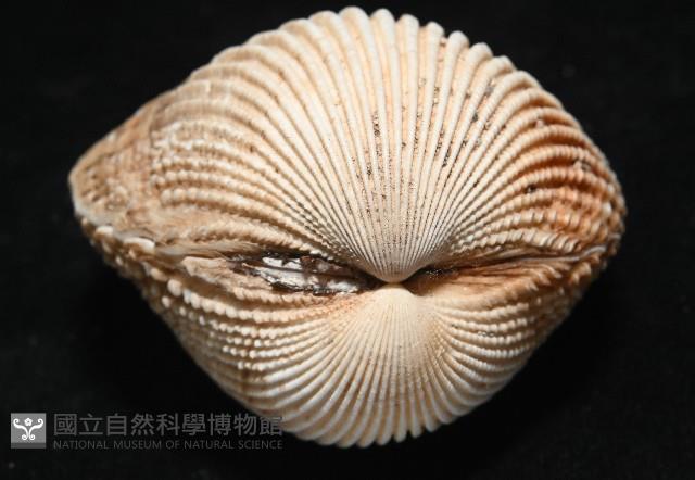 方鳥尾蛤藏品圖，第4張