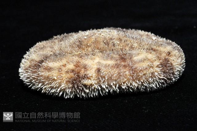 網楯海膽藏品圖，第4張