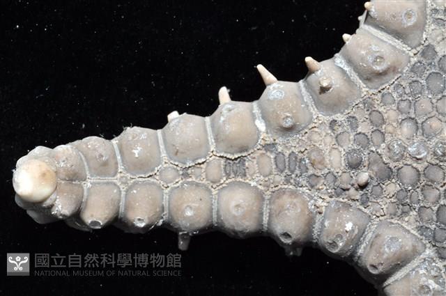 玉緣棘角海星(紫氏麗海星)藏品圖，第4張