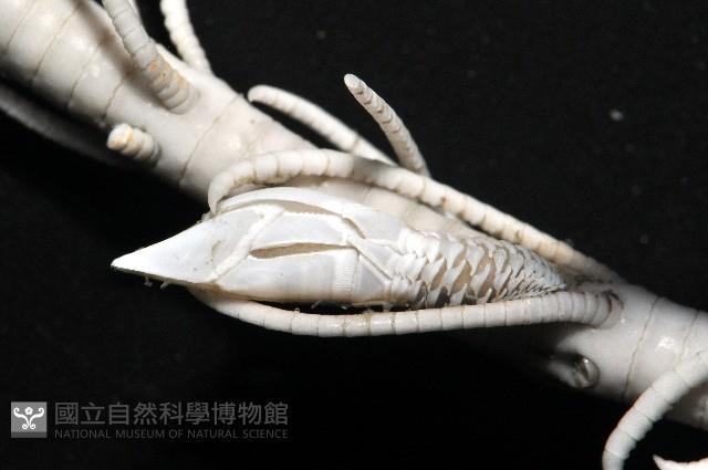 維氏三角鎧茗荷藏品圖，第4張