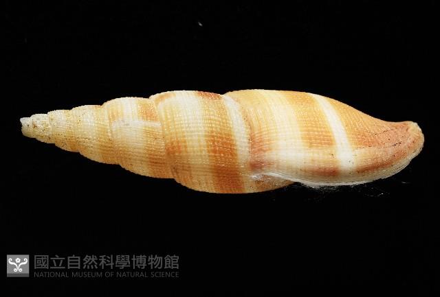 阿猴布紋螺藏品圖，第4張