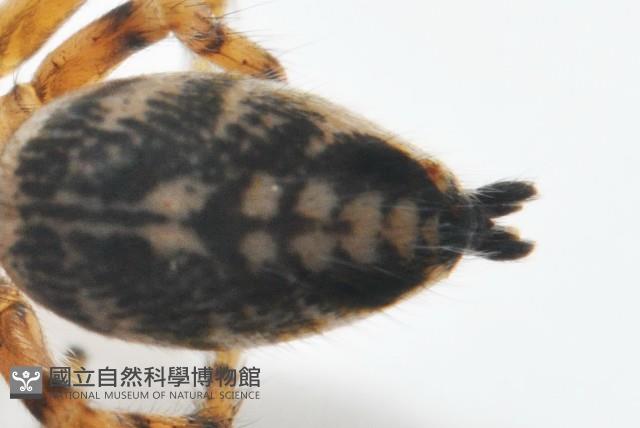多色金毛蛛藏品圖，第4張