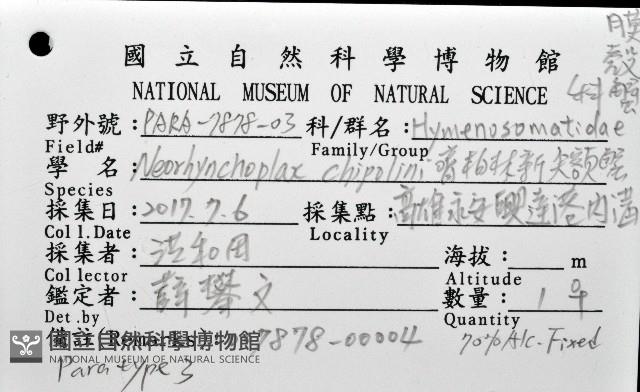 齊柏林新尖額蟹藏品圖，第4張
