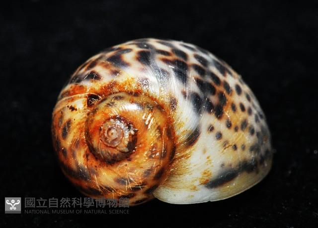 豹斑玉螺藏品圖，第4張