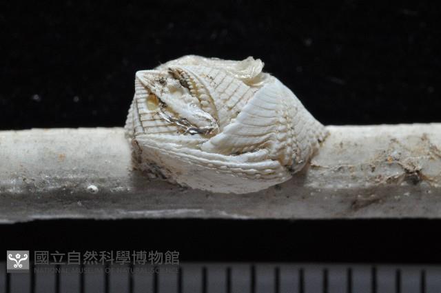 信天翁紐曼花籠藏品圖，第4張