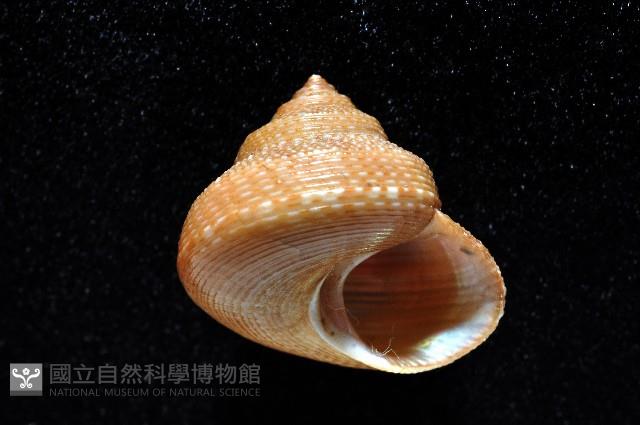 黃海鐘螺藏品圖，第4張