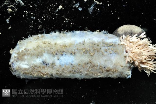 未知種深海海參藏品圖，第4張