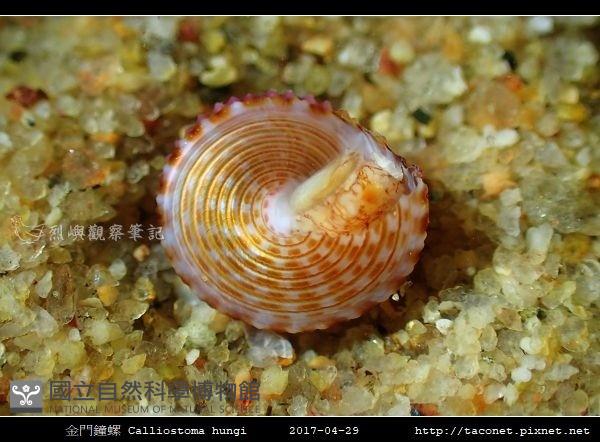 金門鐘螺(洪氏麗口螺)藏品圖，第4張