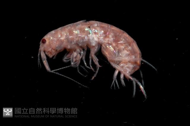 新種蘭嶼端足類藏品圖，第4張