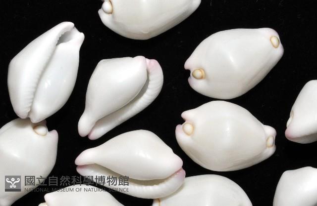 玉兔螺藏品圖，第4張