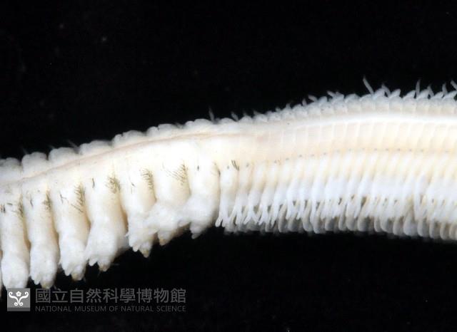 未知種圍沙蠶藏品圖，第4張