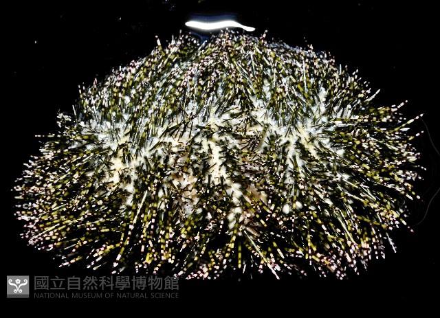 雜色角孔海膽藏品圖，第4張