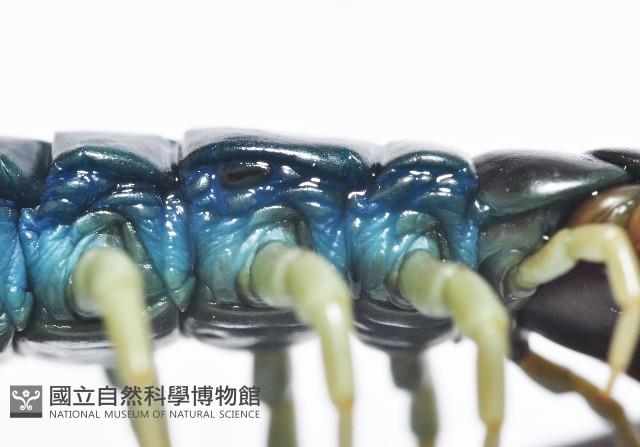 未知種巨蜈蚣藏品圖，第4張