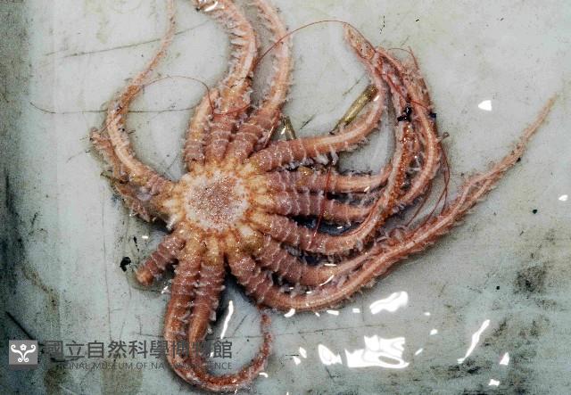 未知種項鏈海星藏品圖，第4張