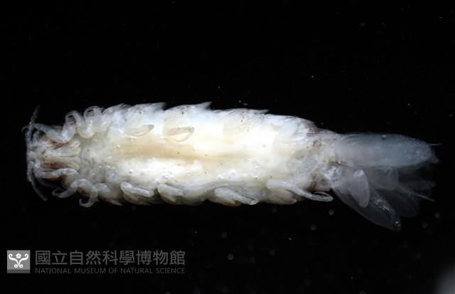 未知種狹長水虱藏品圖，第4張
