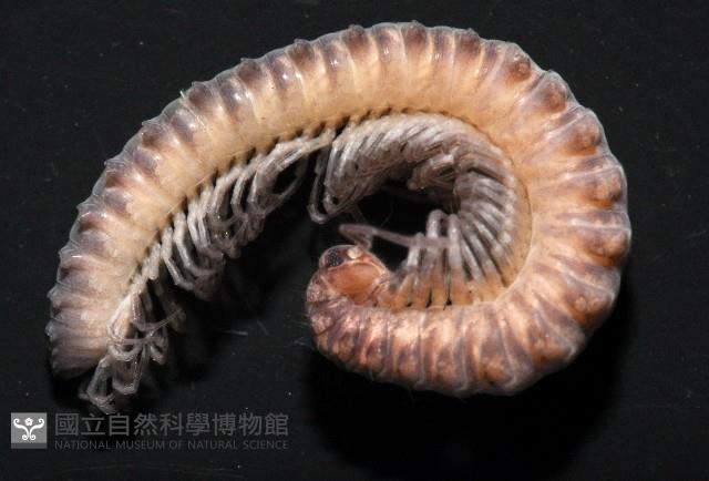 太魯閣東京泡馬陸藏品圖，第4張