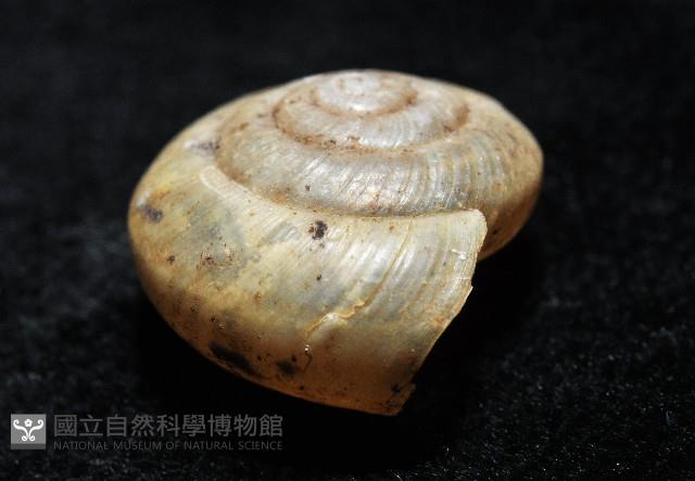 阿禮高腰蝸牛藏品圖，第4張