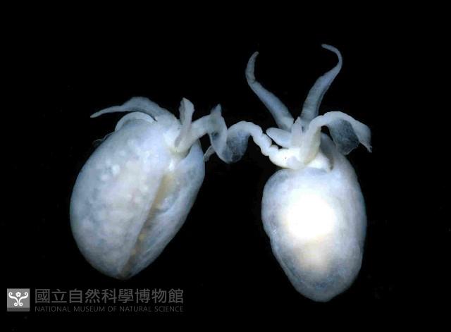 球形水肌螺藏品圖，第4張