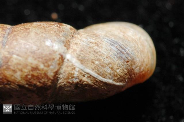 文德煙管蝸牛藏品圖，第4張