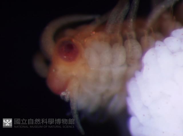 未知種眼蠶藏品圖，第4張