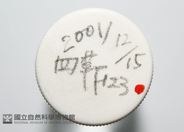 臺灣花瓣蛤藏品圖，第4張