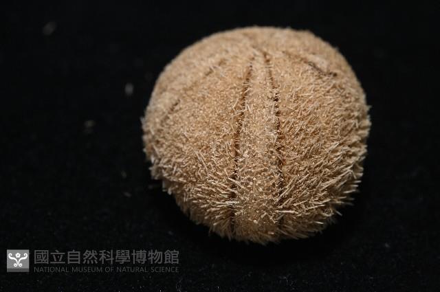 卵圓斜海膽藏品圖，第4張