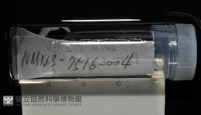 梧棲搓蟄蟲藏品圖，第4張