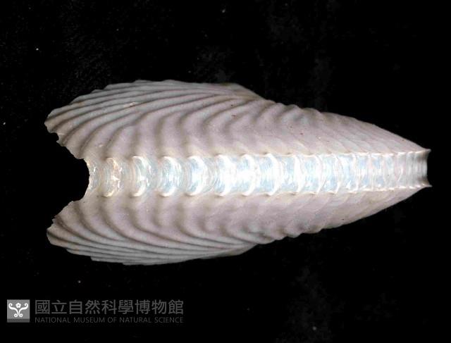 扁船蛸藏品圖，第4張
