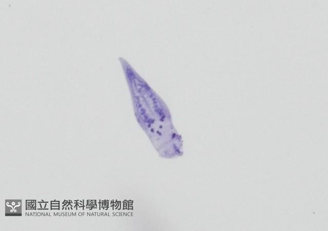 新種棘槽絛蟲藏品圖，第4張