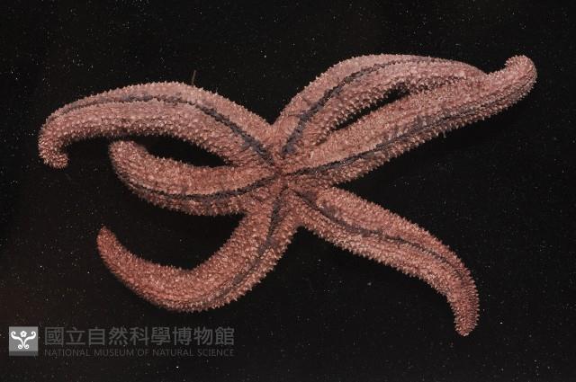 呂宋棘海星藏品圖，第4張