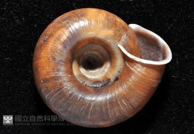 彩虹大臍蝸牛藏品圖，第4張