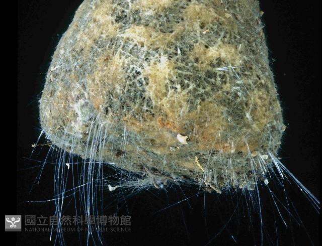 圓錐圍線海綿藏品圖，第4張