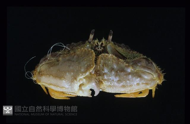 肝葉饅頭蟹藏品圖，第4張