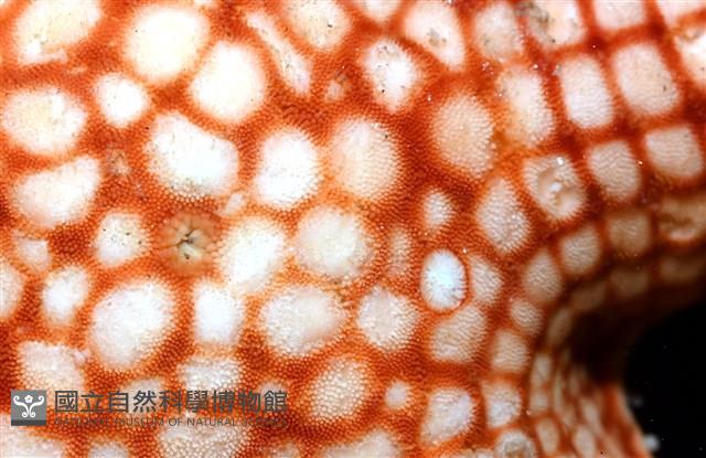 鑽石異瘤蛇海星(暫譯)藏品圖，第4張