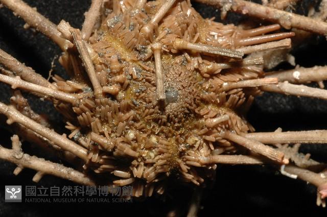 雙列角頭帕藏品圖，第4張