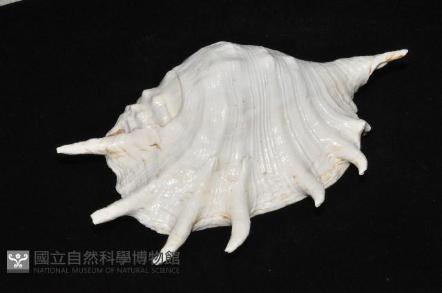 駱駝螺藏品圖，第4張