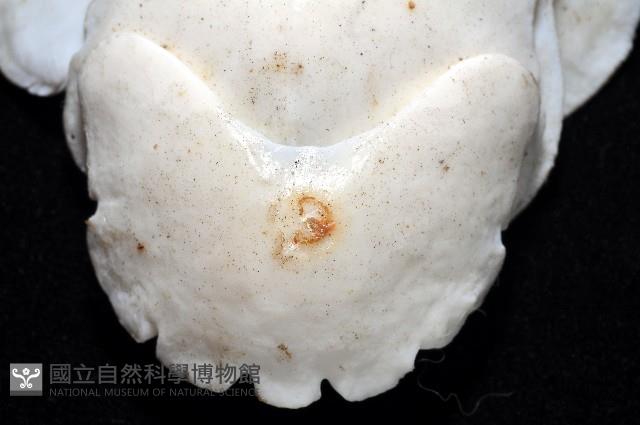 斯特勒氏隱石鱉藏品圖，第4張