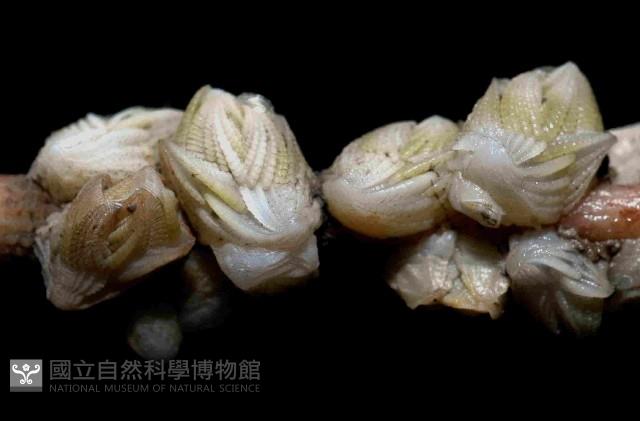 貝雕吻花籠藏品圖，第4張