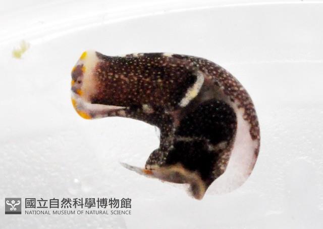 褐斑燕尾海蛞蝓藏品圖，第4張