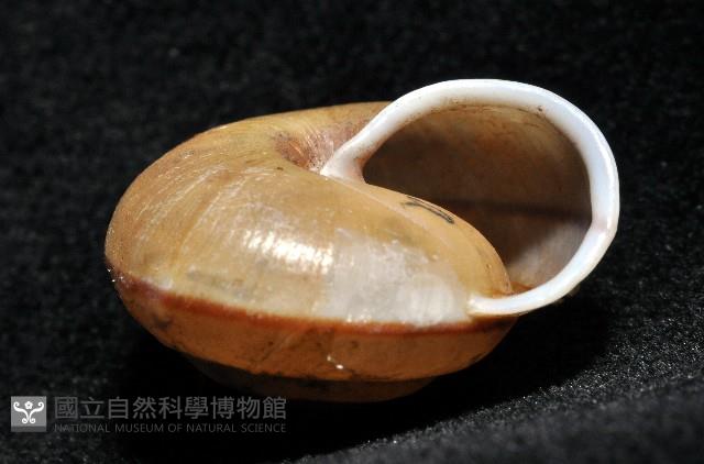 鱗高腰蝸牛(鱗菱蝸牛)藏品圖，第4張