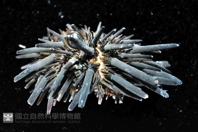 口鰓海膽藏品圖，第4張