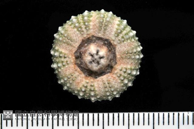紫海膽藏品圖，第4張