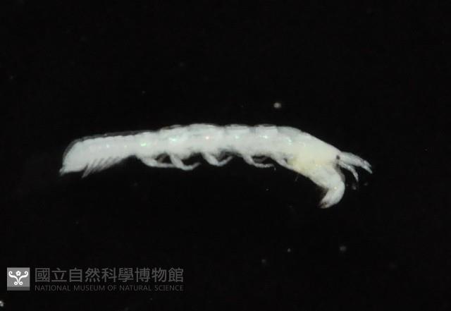 光齒非擬原足蟲藏品圖，第4張