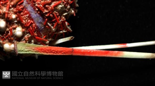 浪腔海膽(波紋腔海膽)藏品圖，第4張