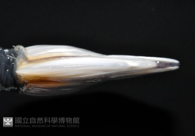 茗荷藏品圖，第4張