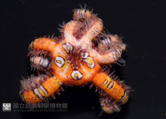 錦疣蛇尾藏品圖，第4張