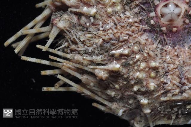 裸隱肛海膽藏品圖，第4張